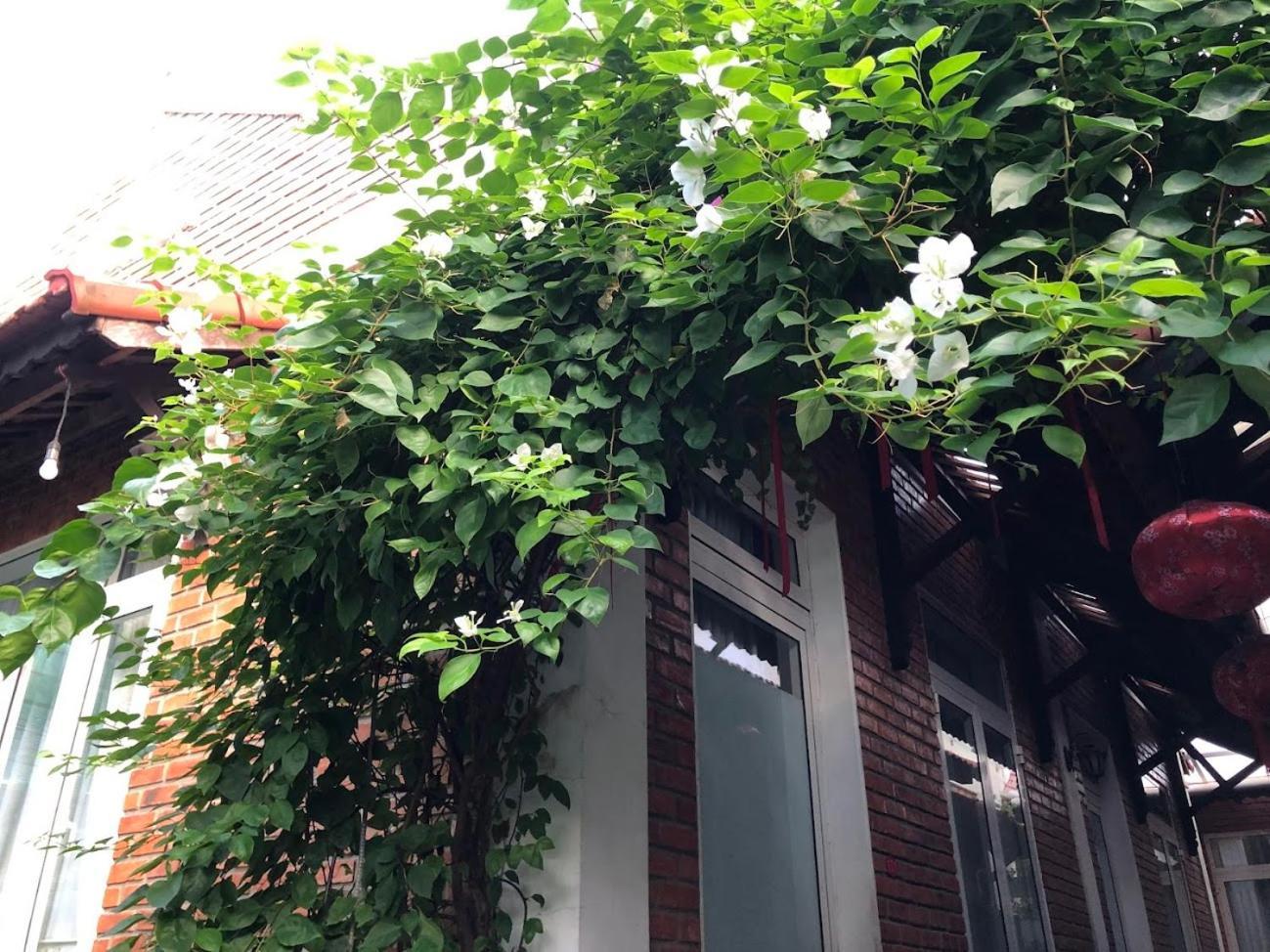 Q'Tropical Garden Homestay 顺化 外观 照片